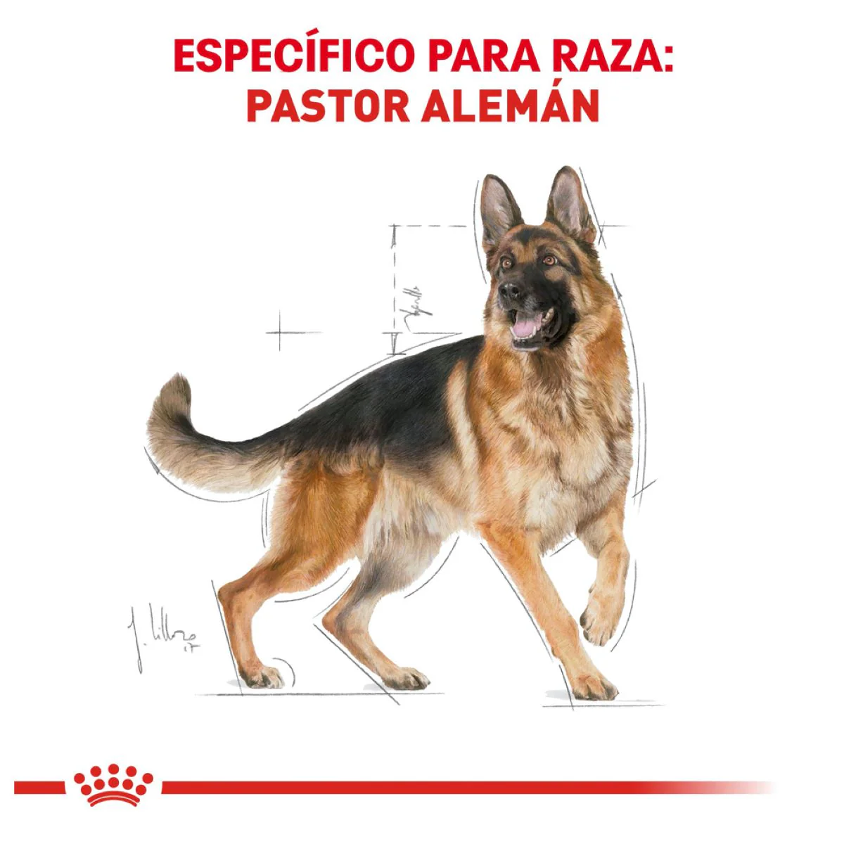 German Sheperd 13.6 Kg. - Image 4