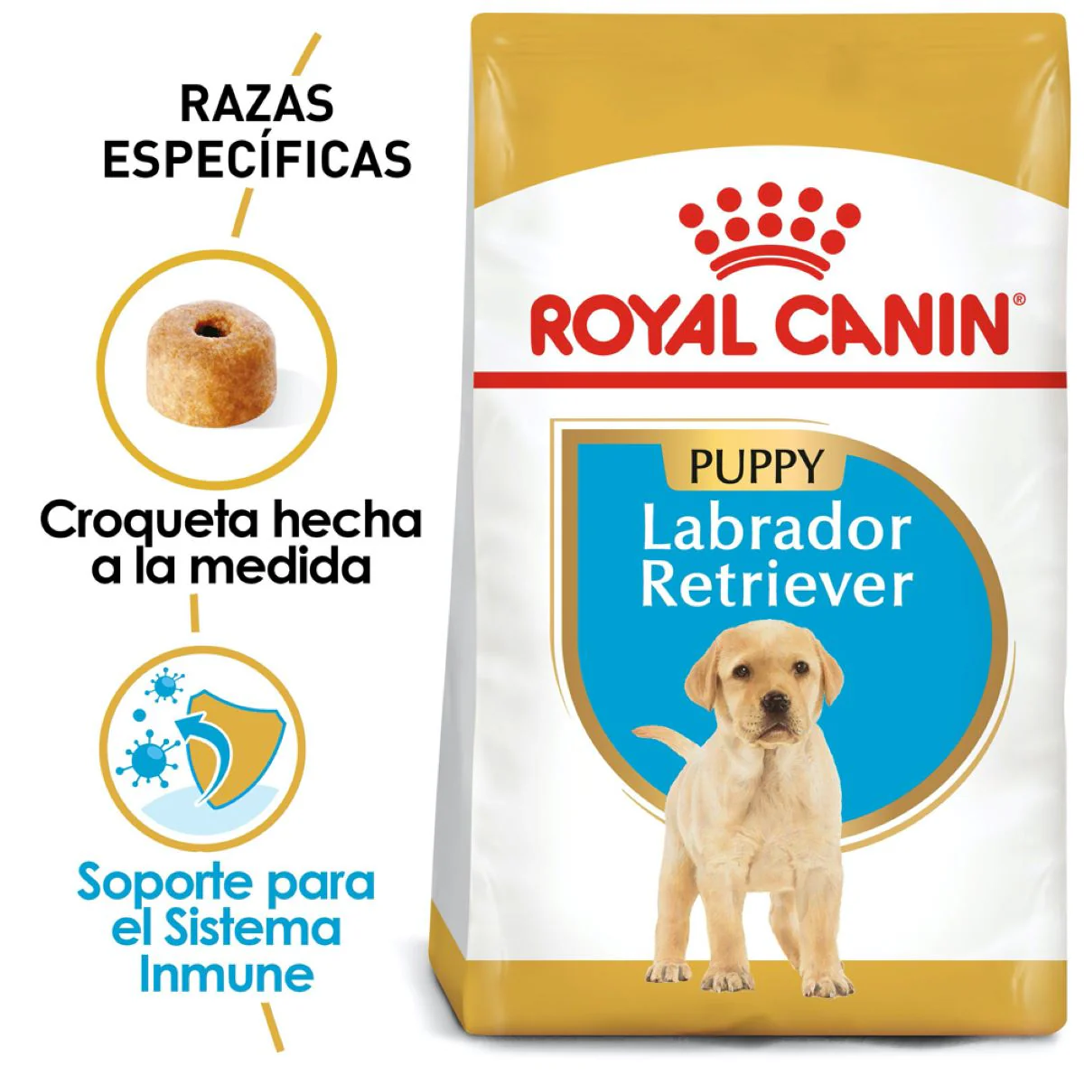 Labrador Retriever Puppy 13.6 Kg. - Image 3