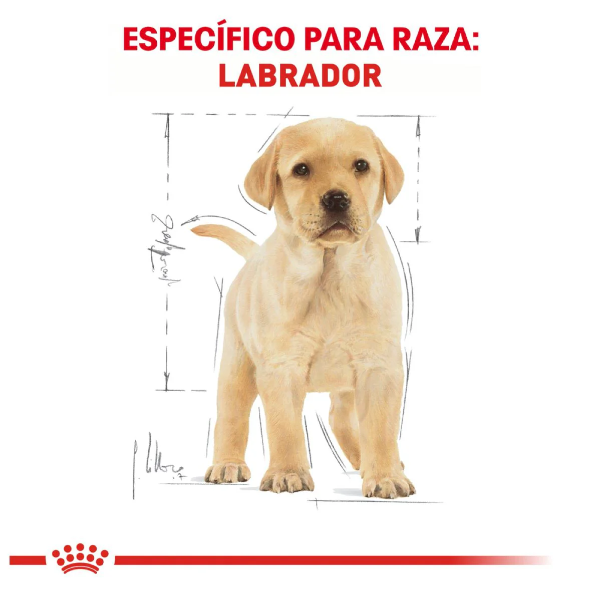 Labrador Retriever Puppy 13.6 Kg. - Image 6
