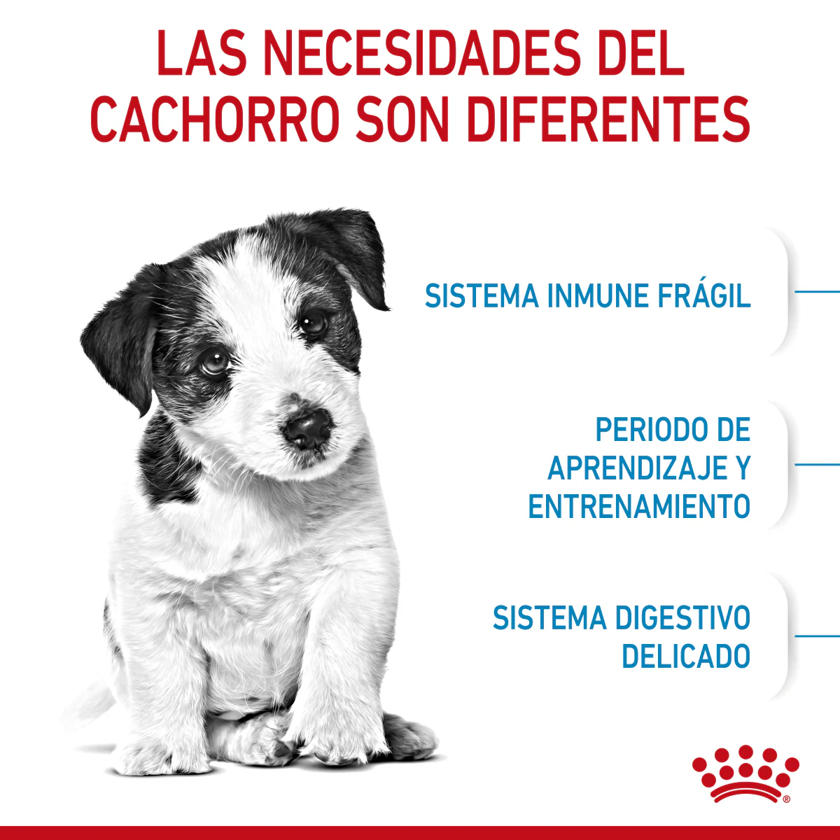 Small Puppy Petit Royal Canin - Image 4