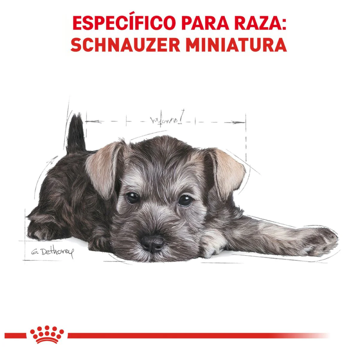 Schnauzer Puppy 1.1 Kg. - Image 6