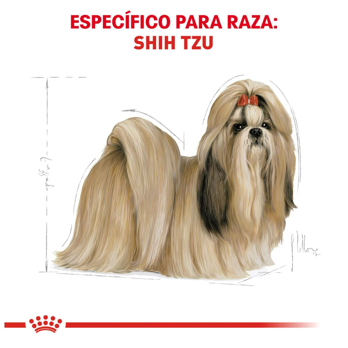 SHIH TZU 1.13 kg - Image 4